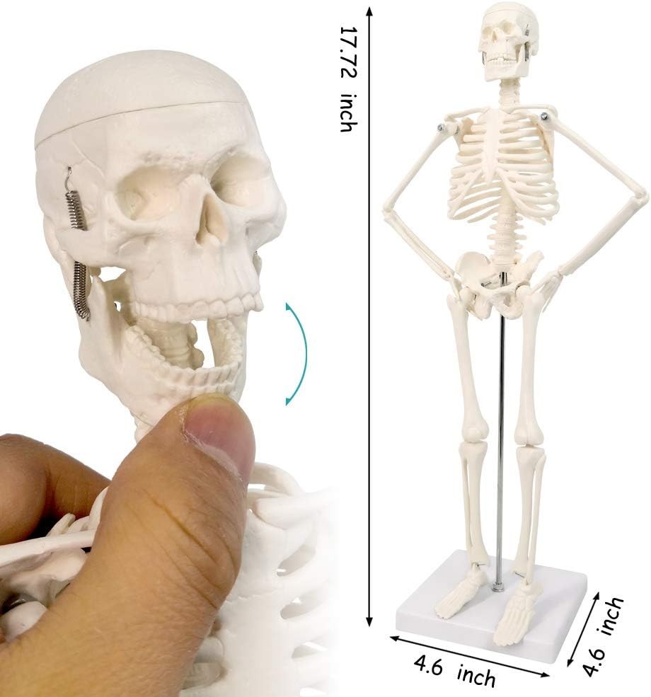 Educational 17.7” Anatomical Skeleton Model - Disassemblable for Hands-On Study