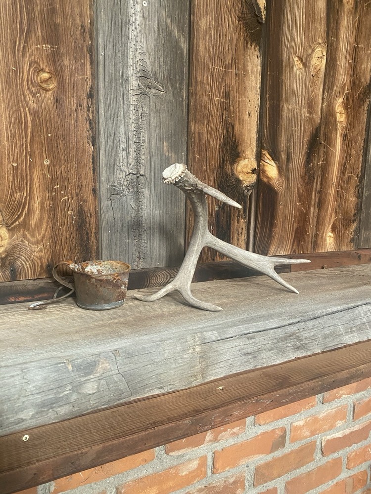Funky Mule Deer Shed ~ Antler