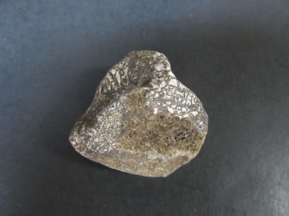 FOSSIL - DINOSAUR BONE "TERRIBLE LIZARDS"