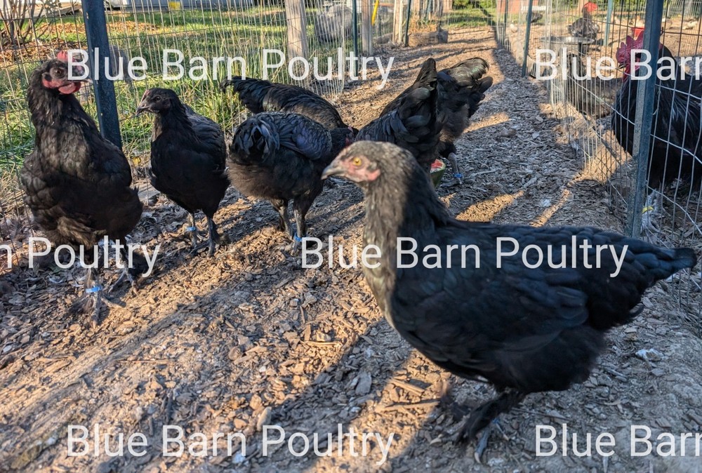 6 Solid Black Marans Chicken Hatching Eggs. Purebred. NPIP.