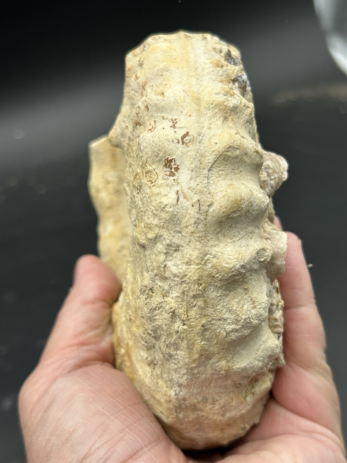 SUPERB 7.5” Cretaceous Mortoniceras Sp.Texas Fossil Ammonite!CRAZY Oyster Party!