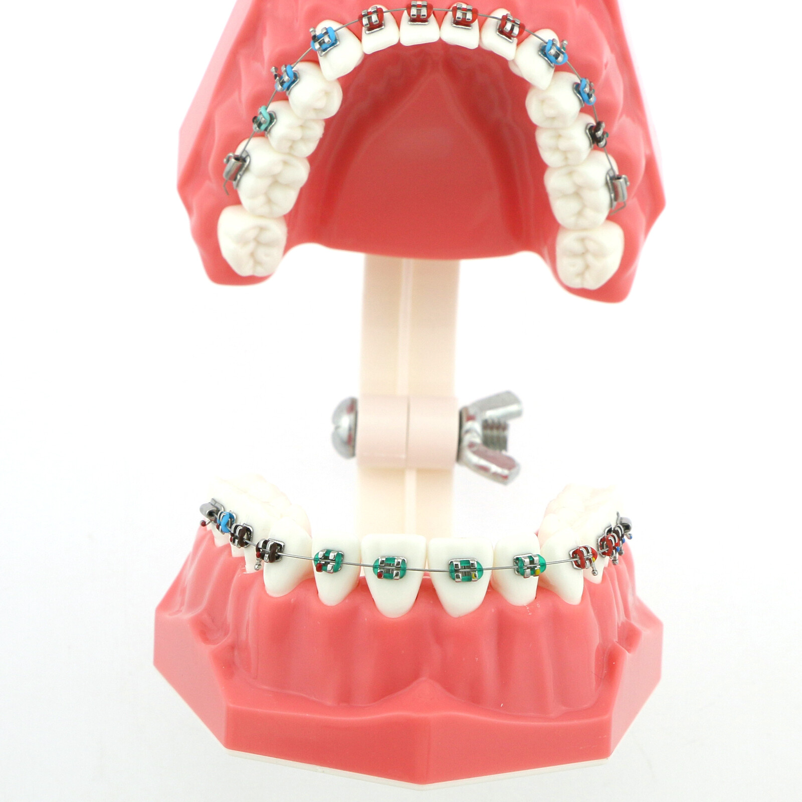 US Dental Teach Typodont Demonstration Teeth Model with Braces For Patient Study