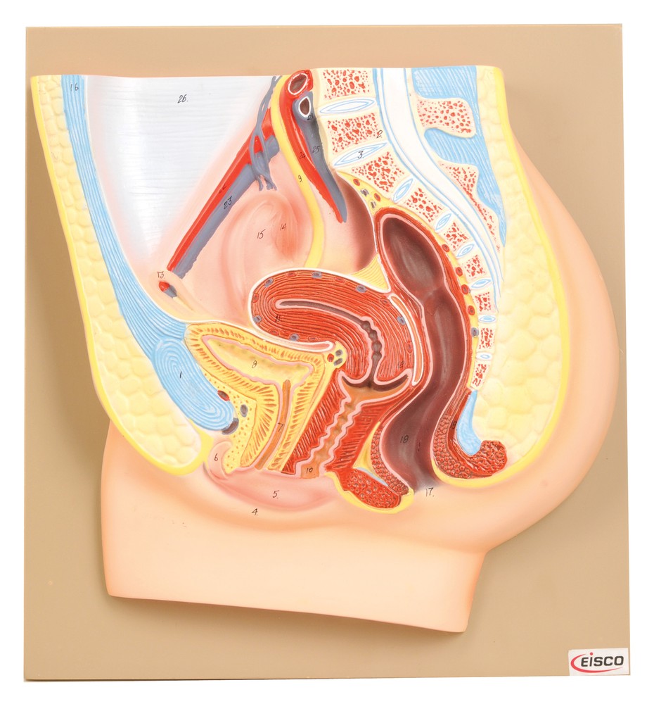Eisco Labs Female Pelvis Model, Hand Painted