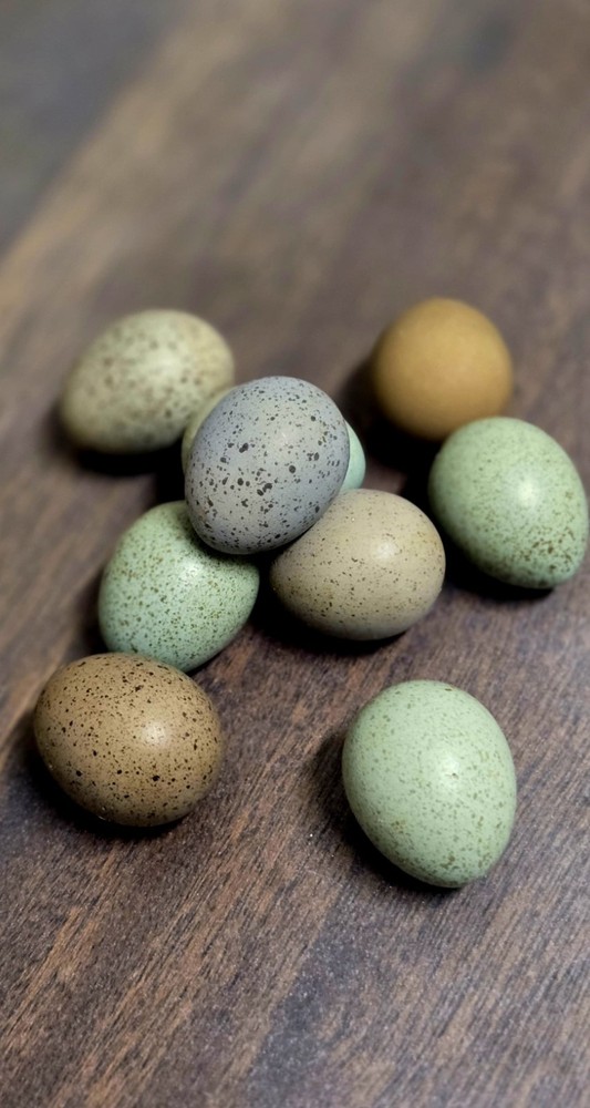 Button Quail - Hatching Eggs-  Chinese Painted SPECIAL RARE.Per Egg minimum 3