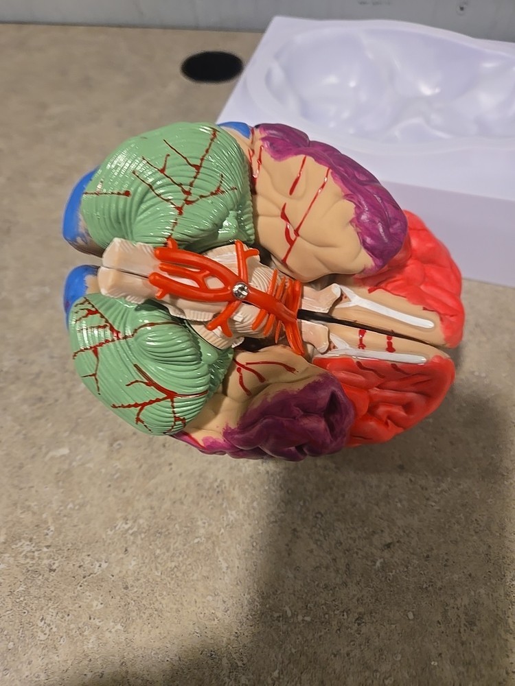 Life Size Human Brain