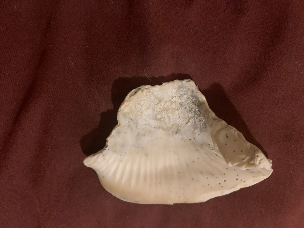 Lot Of 16 Fossilized Shells