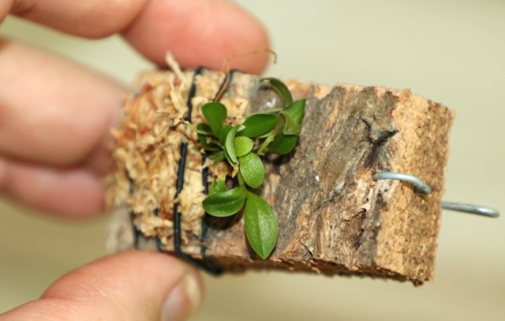 LEPANTHES CELOX SMALL ORCHID MOUNTED