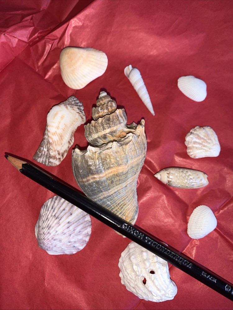 Seashell Lot Various Sizes and Shells Beautiful Selection Craft Beach 10 Shells