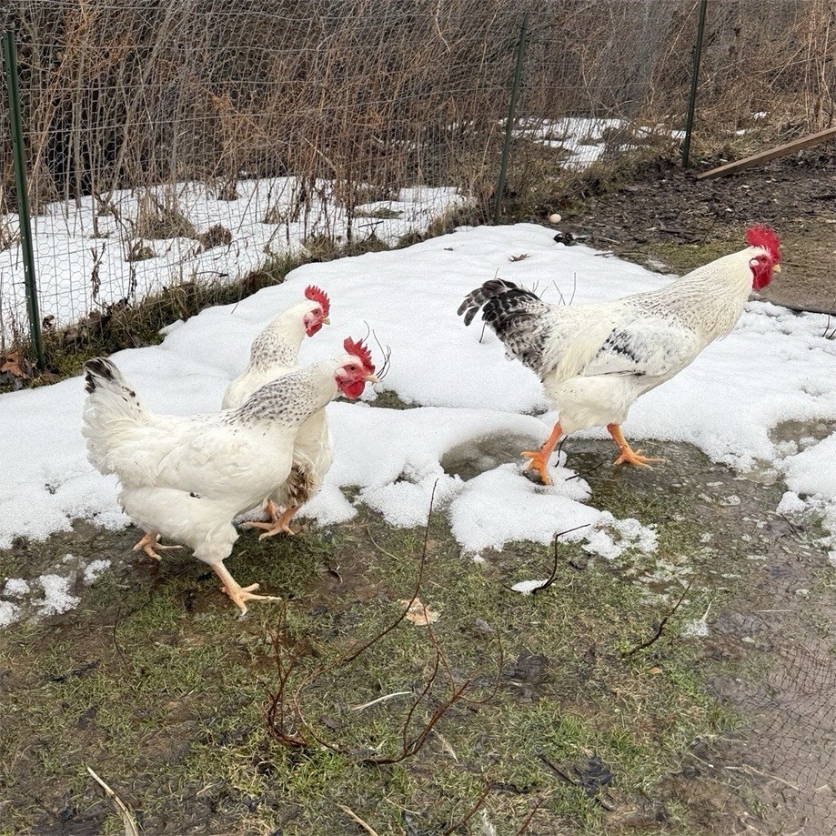 6 Delaware Broiler Chicken Hatching Eggs