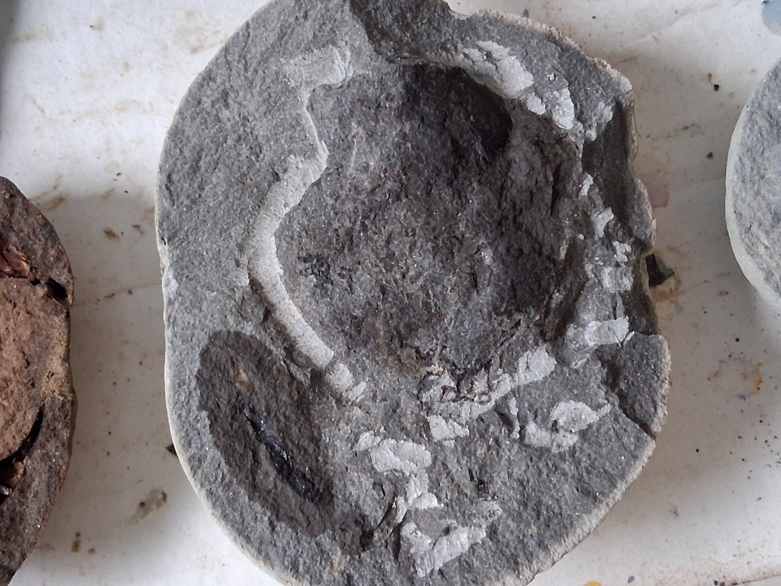 15 Unfinished Crab Fossil Lot Washington State