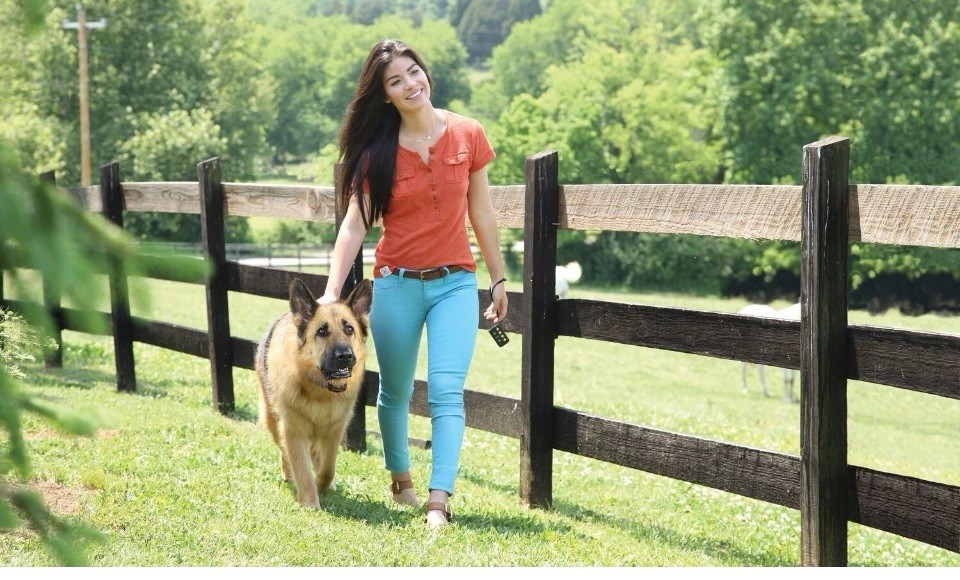 Basic Remote Dog Training Collar for Dogs Up with Tone and Static Stimul