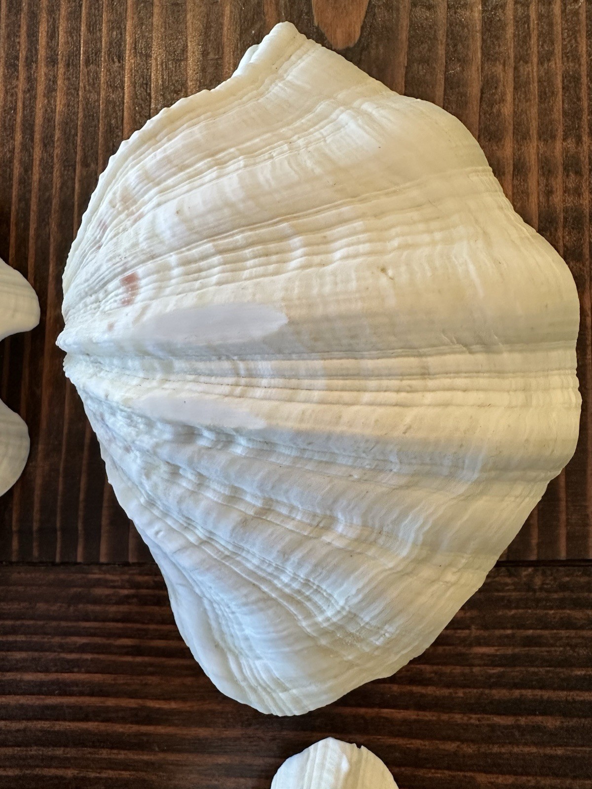 Set Of 6 TRIDACNA GIGAS(?) Clam Sea Shells Half 6” x 4” BEAR PAW Nautical Ocean