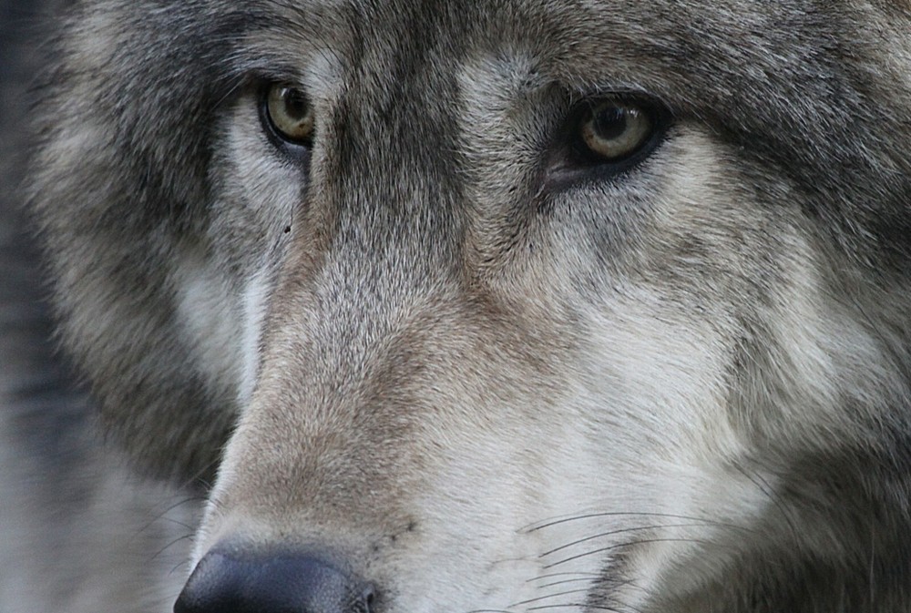 Wolf - Vol. 2 Taxidermy Reference Photo Cd