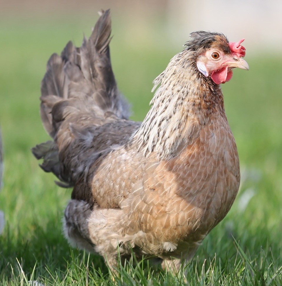 10++ NPIP Crested Cream Legbar Hatching Eggs - Read Description