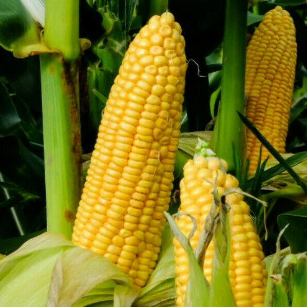 Honey Select Triple Sweet Corn Seeds | AAS Winner Untreated Yellow SY Seed 2024