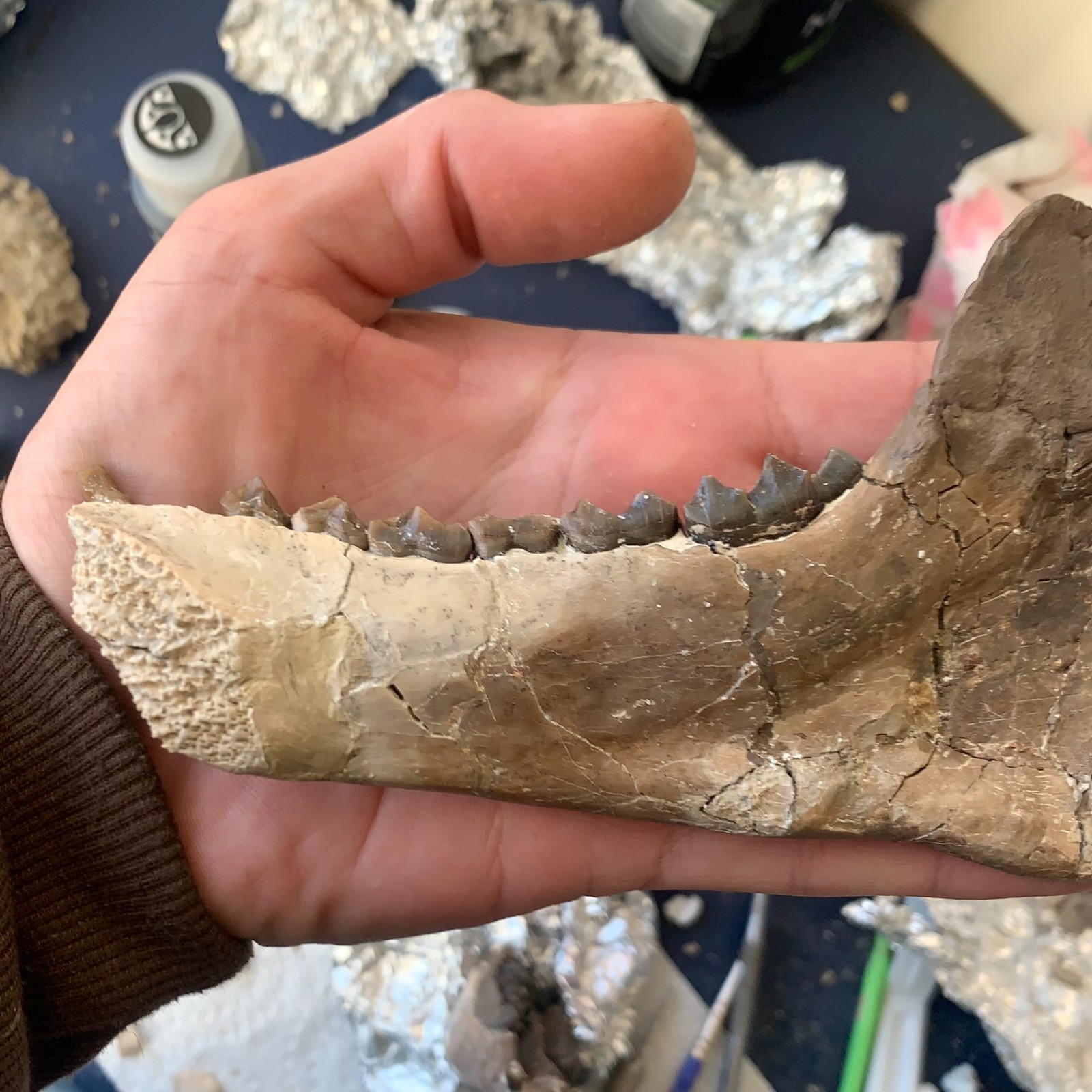 Fossil Merycoidodon Oreodont Teeth In Jaw, White River Badlands,