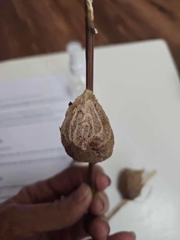 THREE PIECES LIVE PRAYING MANTIS EGG CASE OOTHECA FOR 2026 HATCHING