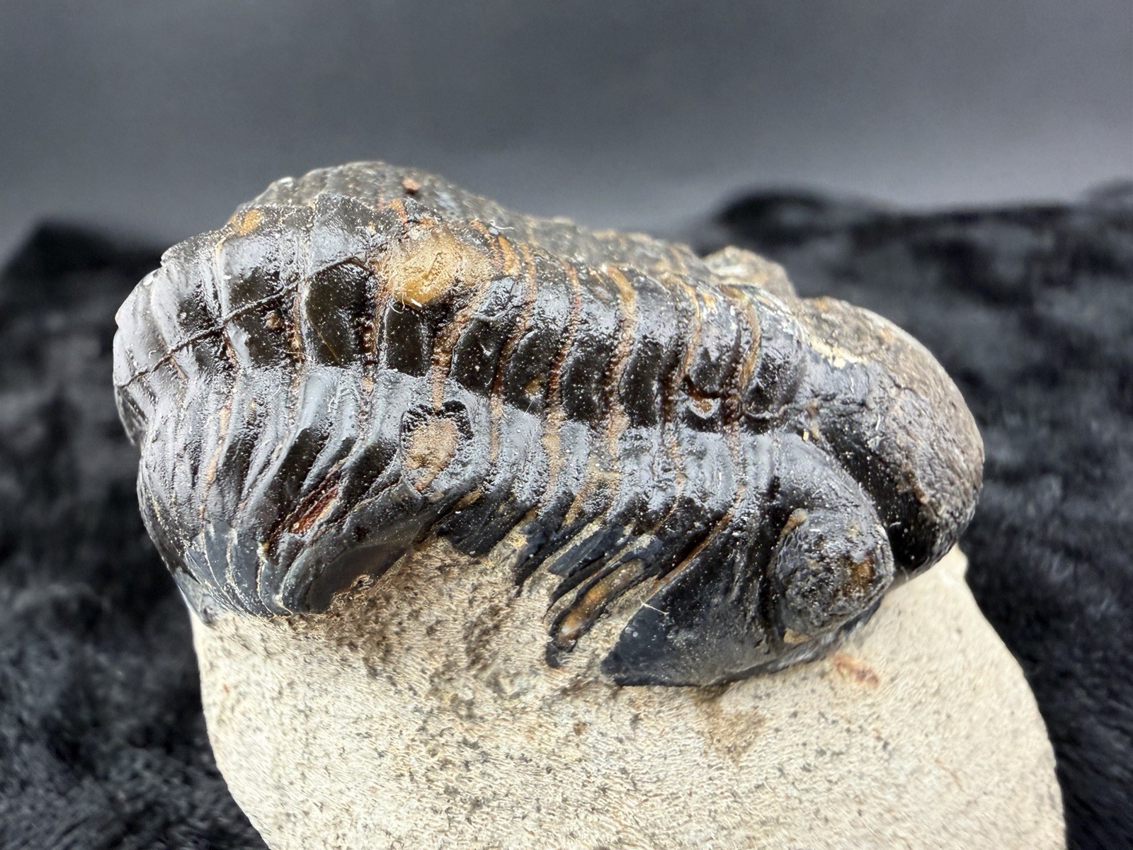 Trilobite Fossil in Sandstone Matrix from Morocco. 50 g.