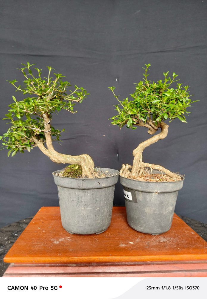 REAL PICTURE 2 BONSAI serissa micro