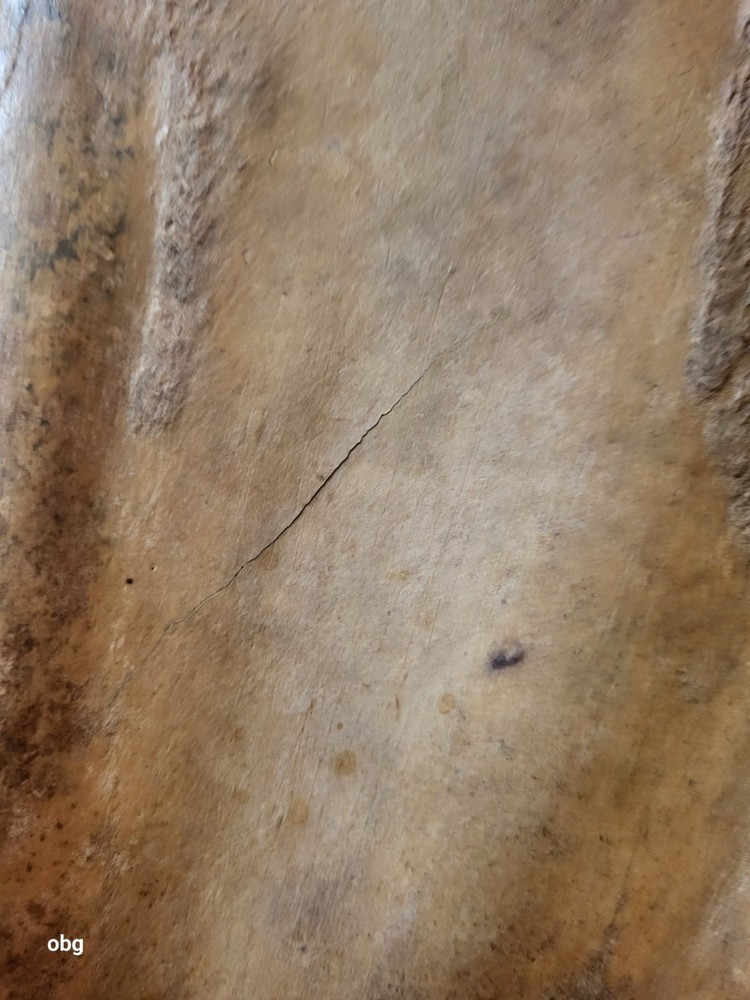 Historic Bison SHOULDER BLADE scapula