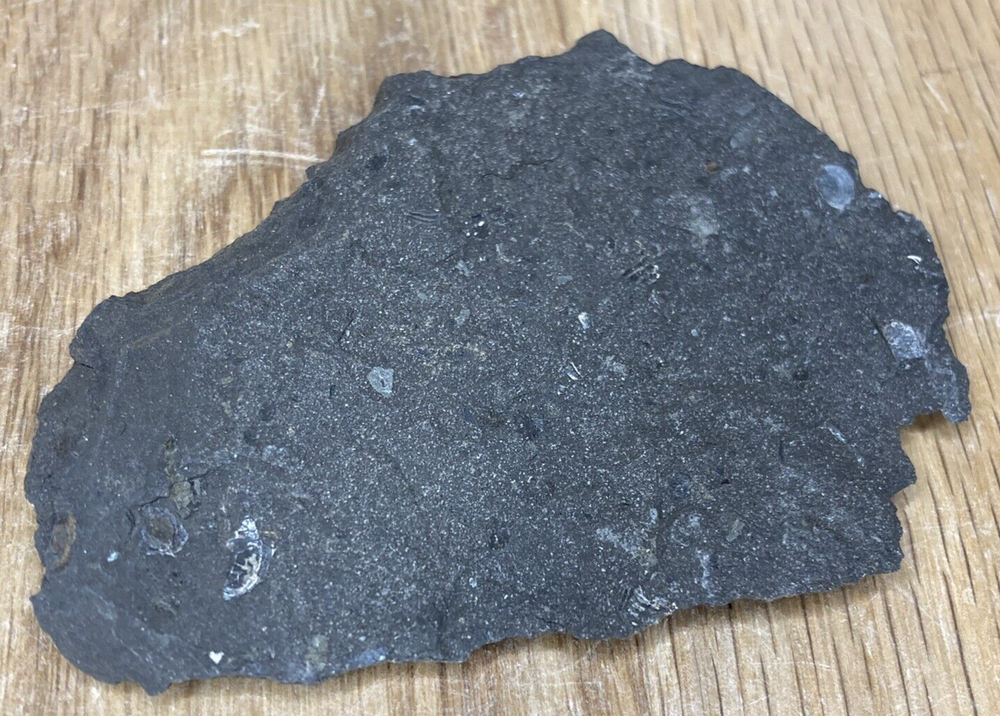Fossil Specimen Collection, Shell Beds, Set of 9, 25mm - 86mm