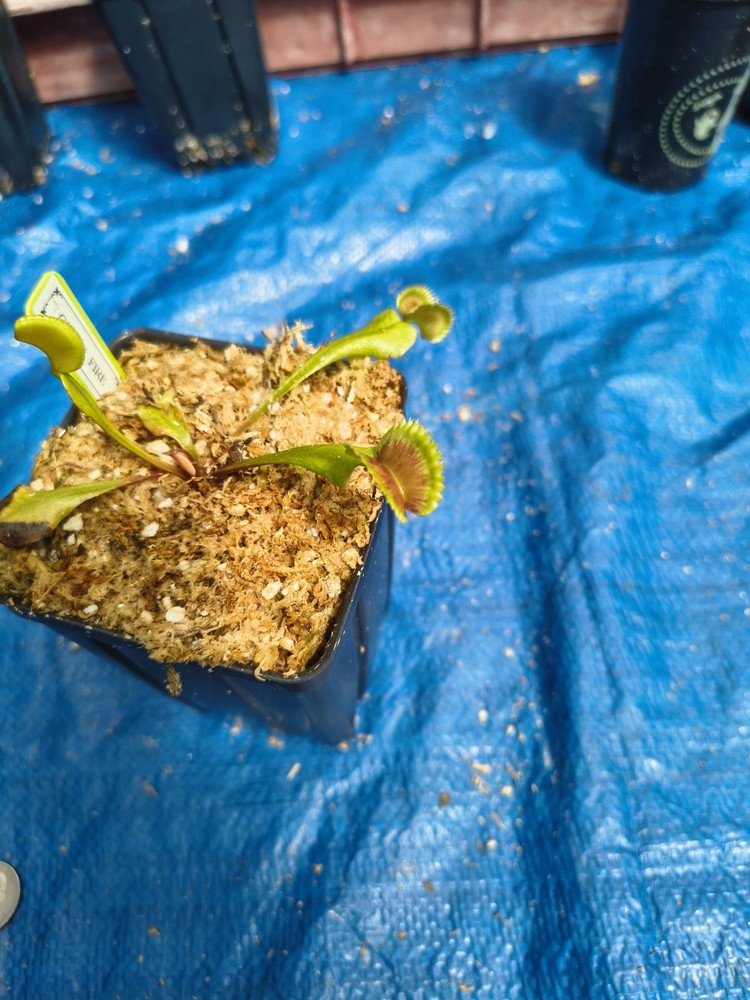 Venus Flytrap GREEK FIRE Carnivorous Plant