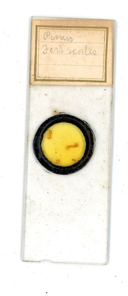Antique glass Microscope slide unknown sample cant read label #93
