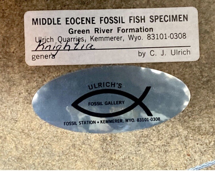 Original C.J. ULRICH Fossil fish signed