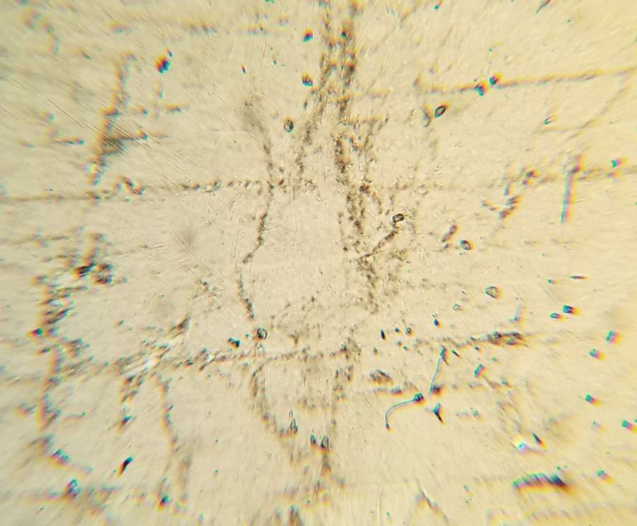 Albite Petrographic Microscope Slide (4)
