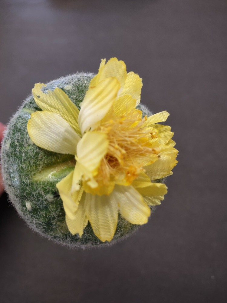 Artificial mini blooming barrel cactus. TWO pieces