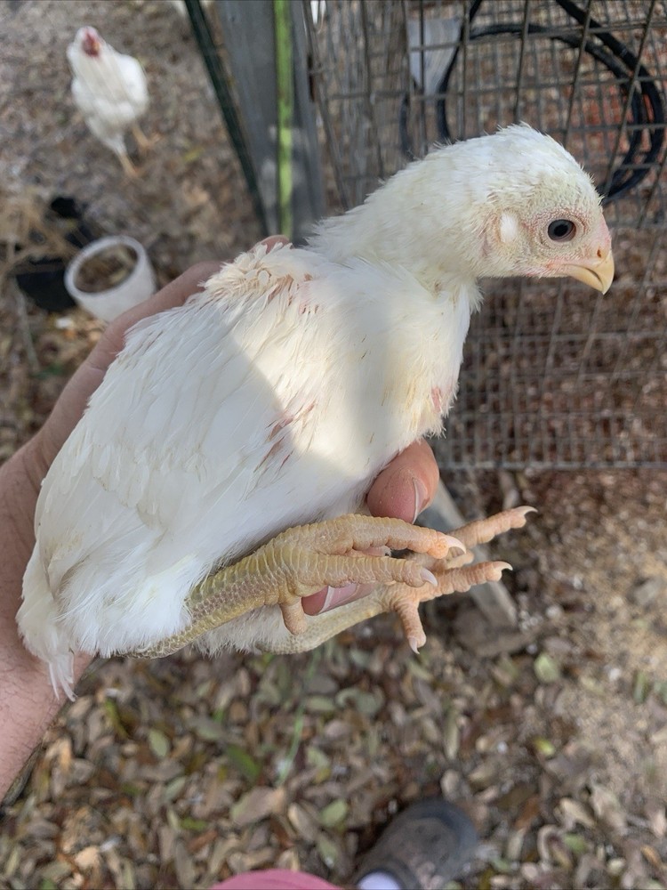 6 Largefowl White Cornish Hatching Eggs