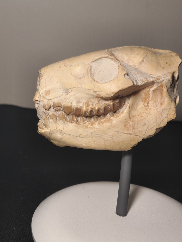 Oreodont Skull