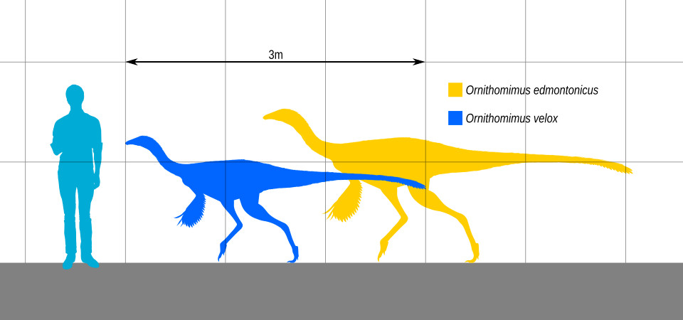 Ornithomimid Toe Claw (Ungual)