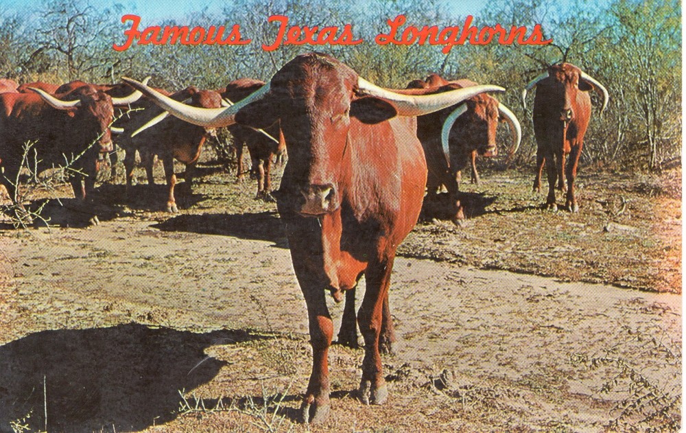 TEXAS LONGHORNS - PC3603