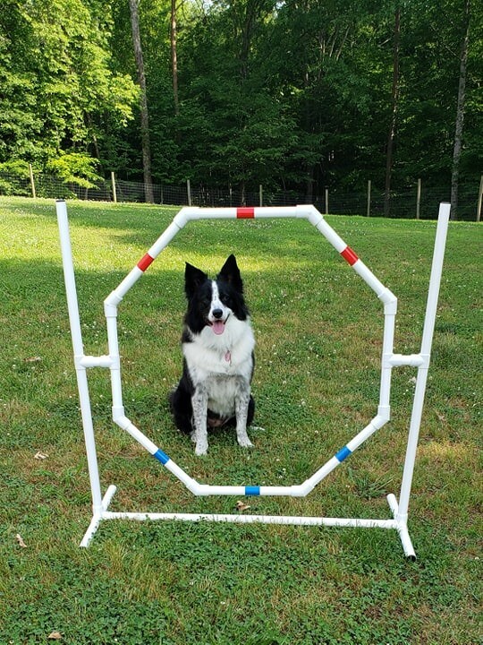 Dog Agility Equipment Premium Quality Starter Set for beginners! ⭐⭐⭐⭐⭐