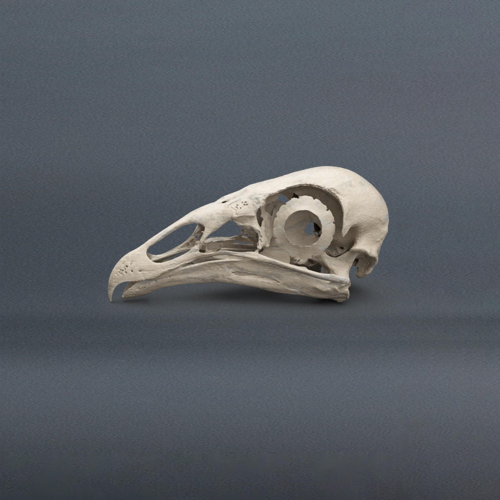 Black Vulture Skull Replica (Museum Quality)