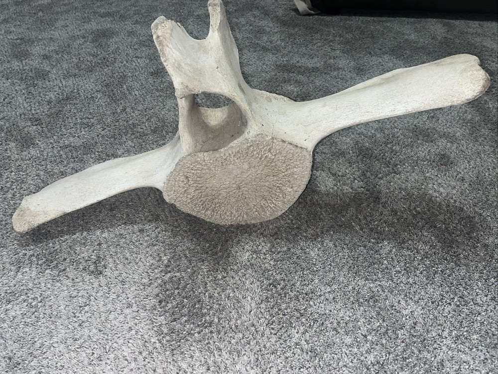 Whale Vertebrae Fossil Bone