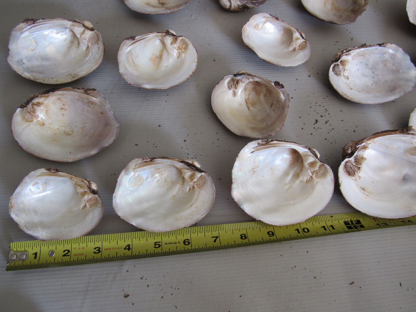 Set of 40 Fifty Year Stock Mother of Pearl Unpolished Freshwater Mussel Shells