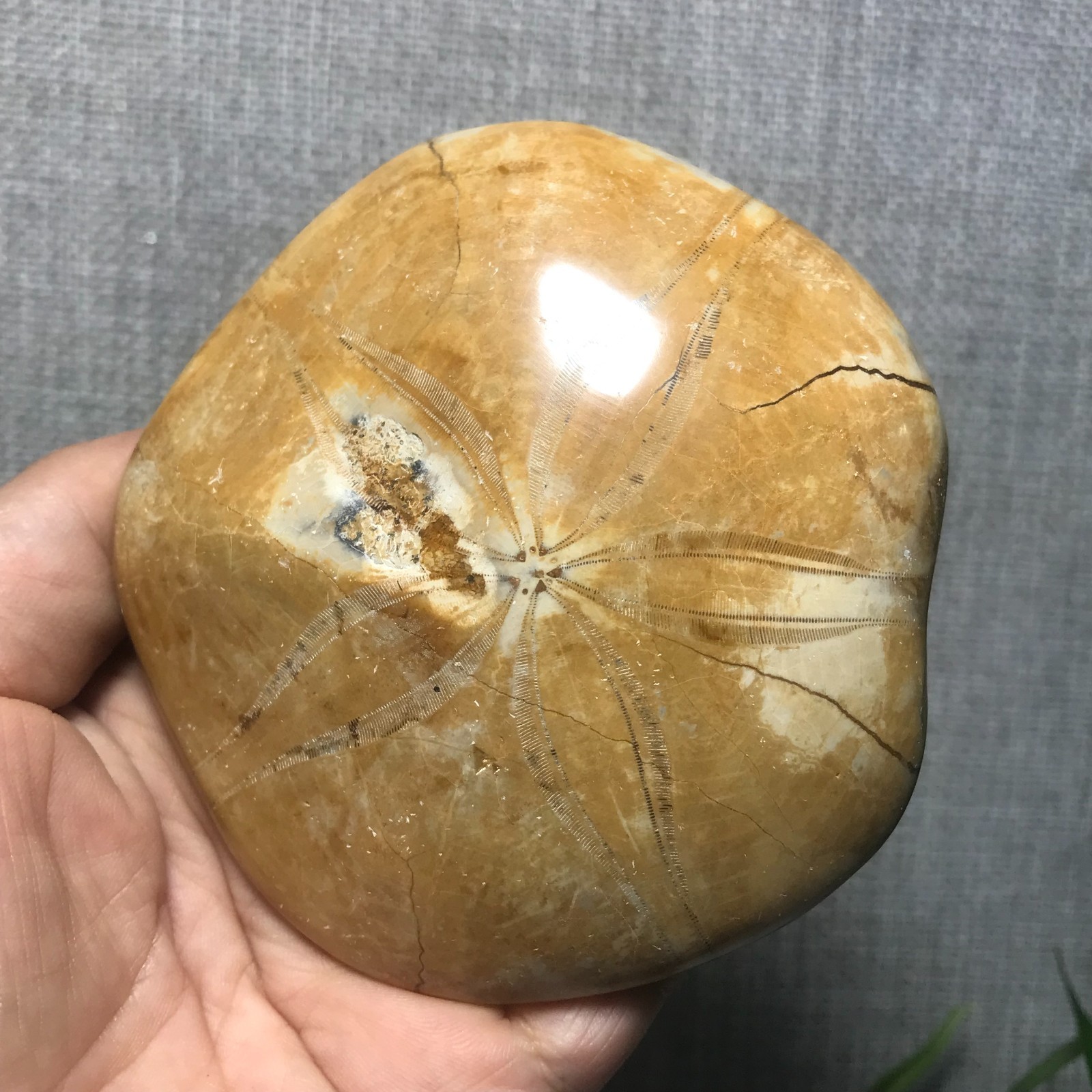 200g Starfish Crystal Specimen 13