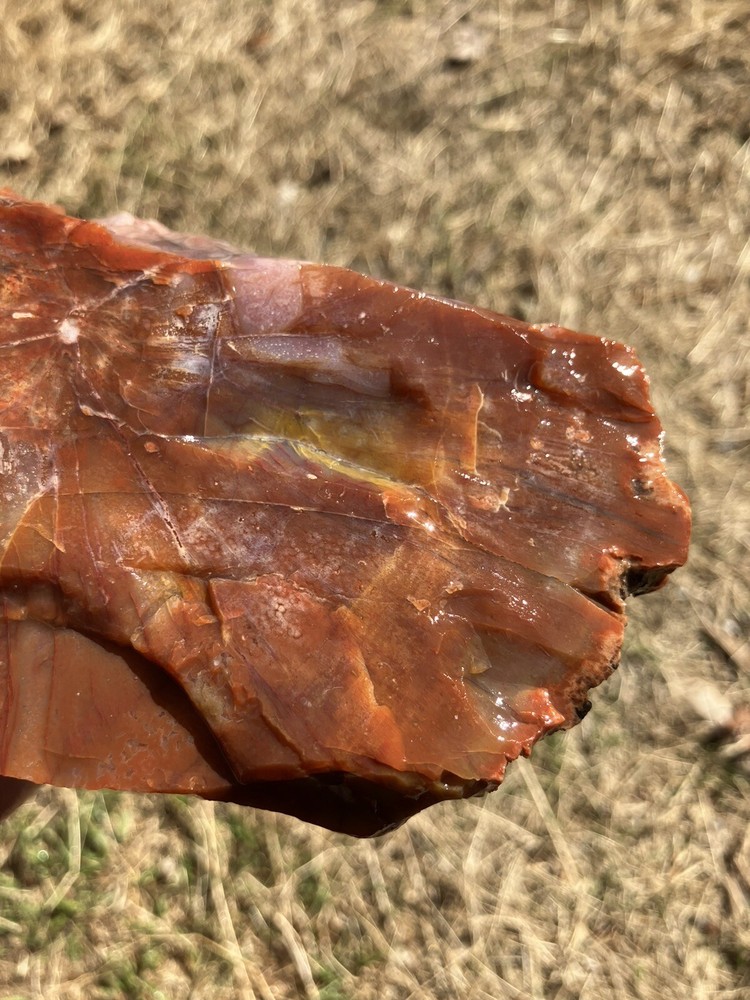 Arizona Petrified Wood