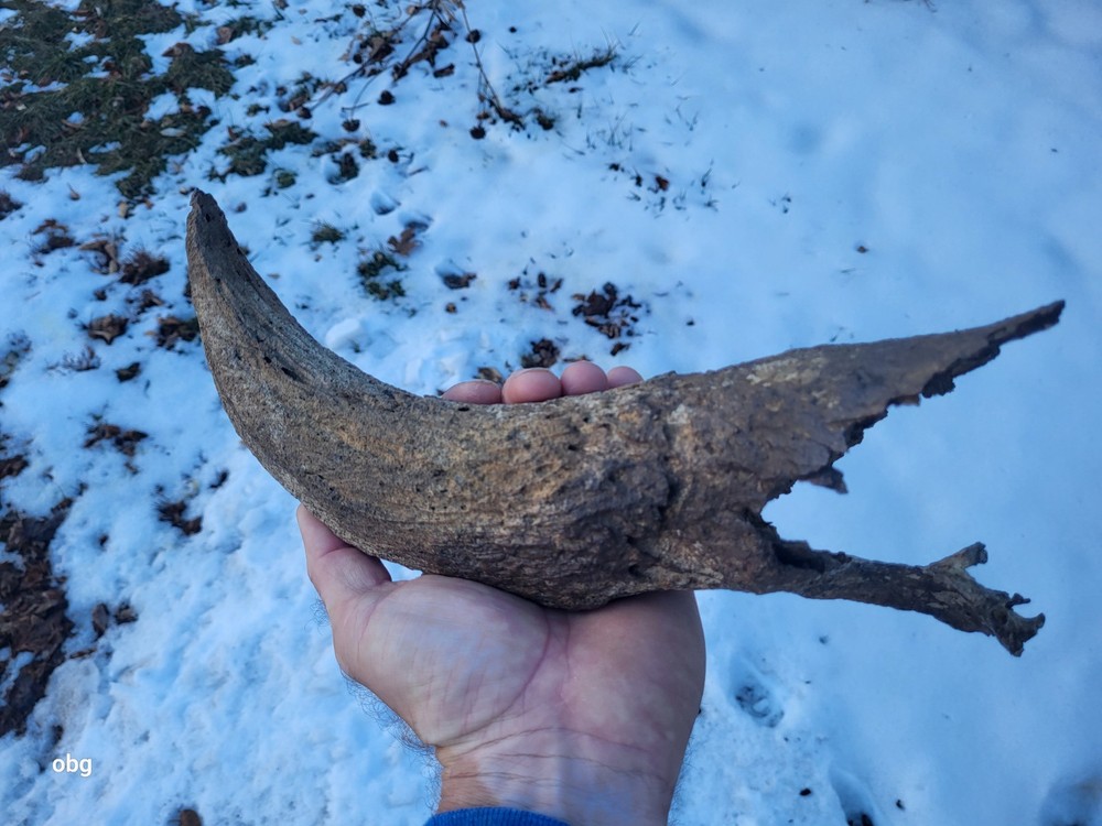 Historic Bison Horn Core Partial Skull river find