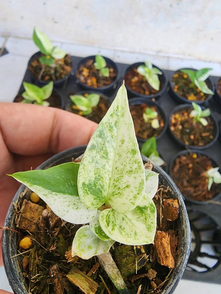 Anthurium hybrid variegated_4 inch pot