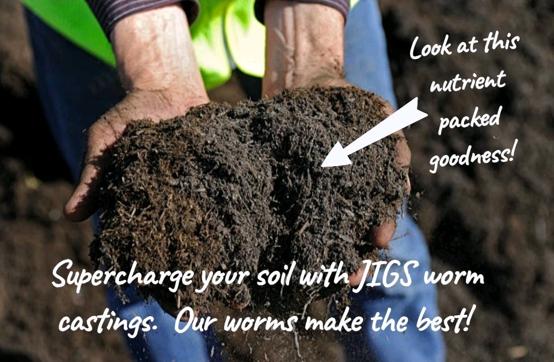 (JIGS) Live PURE Red Wiggler Composting Worms, FREE SHIPPING! No Manure!