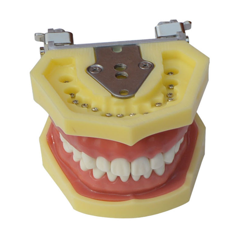 Teeth model Education Model Teach Model Lab Supply Study Nurse Training Display