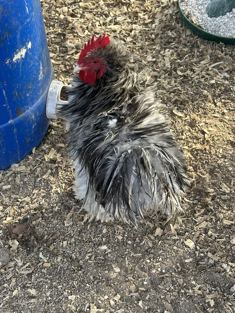 Bantam Cochin Fun Pen