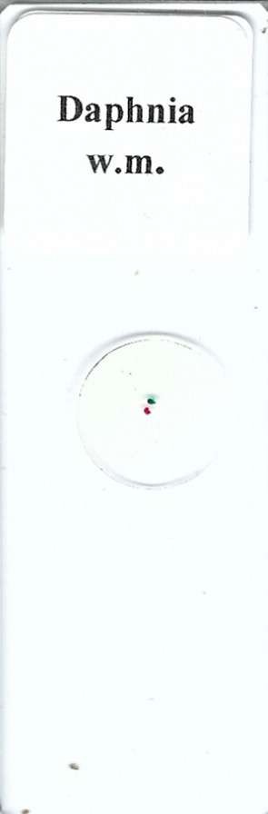 Daphnia w.m. Microscope Slide