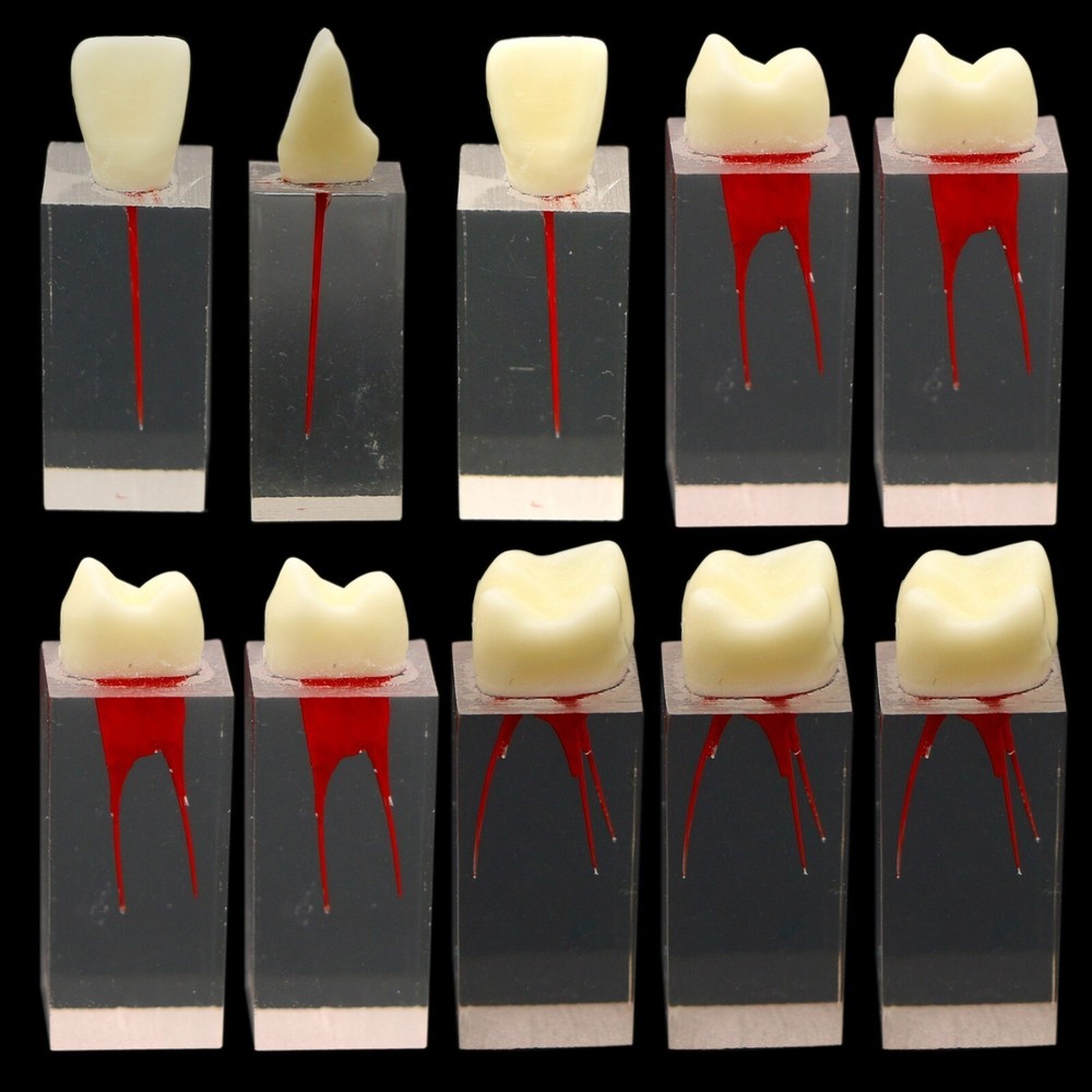 Dental Resin Training Study Endo Root Canal Teeth Model Practice Block RCT Pulp