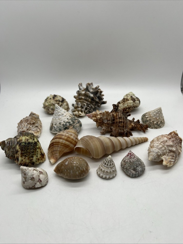 Assorted Sea Shells Lot Of 15 Mixed Sizes