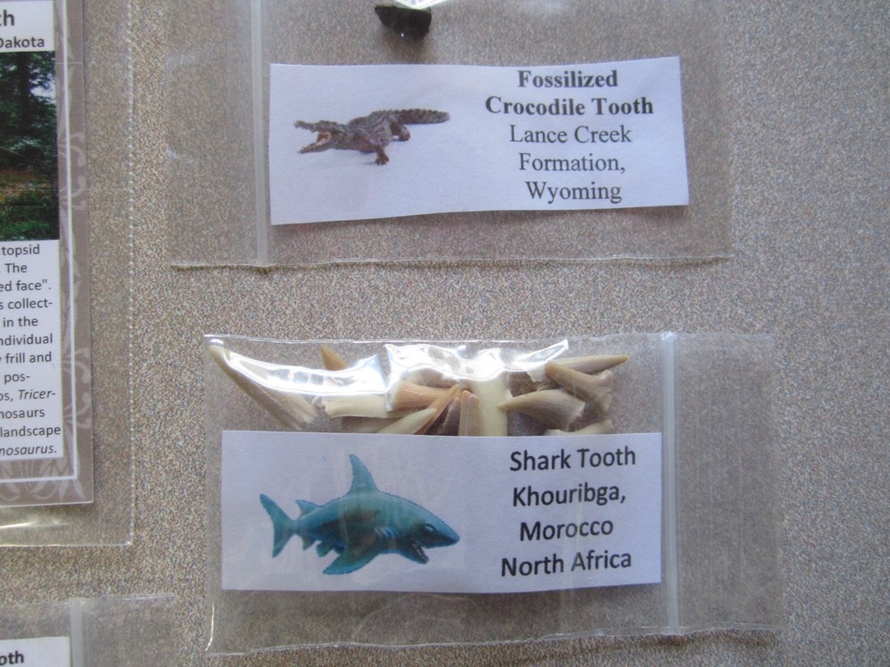Dinosaur, Mammal, Sharks Teeth Kit