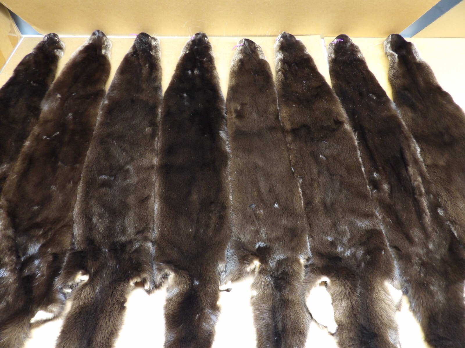 Tanned North American XXL Dark River Otter, Lontra canadensis, soft furs, pelts